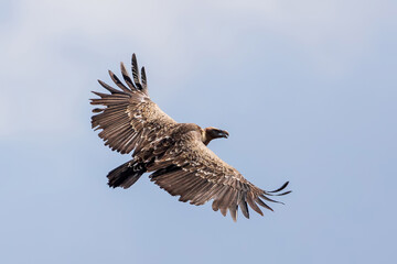 Griffon Vulture in flight against sky. Bird in Ethiopia, Africa wildlife