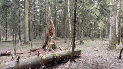 Fototapeta na wymiar Stump in the forest