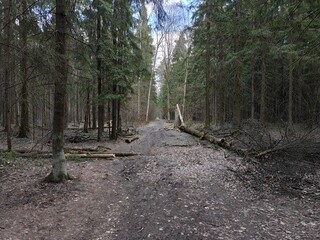 road in the forest