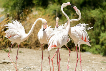 Groupe de flamants roses qui se battent, chamaillent