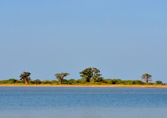 tropical beach with baobab trees