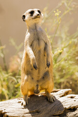 Magnifique suricate en plein desert