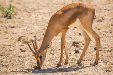 Photo d'une antilope pendant un safari