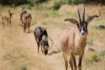 Naklejka na ściany i meble Antilope devant un troupeau d'antilopes pendant un safari