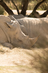 Obraz premium Rhinoceros qui dort profondement, sieste de rhino