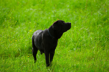 The black Labrador Retriever is standing in the grass.