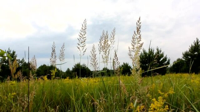 Wild flowers and herbs
Spring and summer - the time of flowering meadow flowers and herbs.
