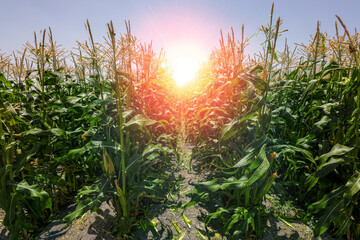 Maize Corn agriculture field. Cob Corn field.