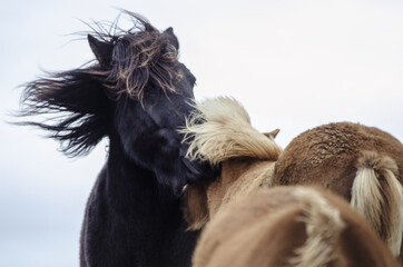 Beautiful Icelandic horses in Iceland, outside, strong wind