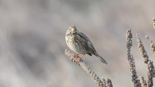 Corn Bunting ( Miliaria calandra ) singing in a field on a beautiful background