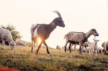 Brown goat on pasture in field in sunset light