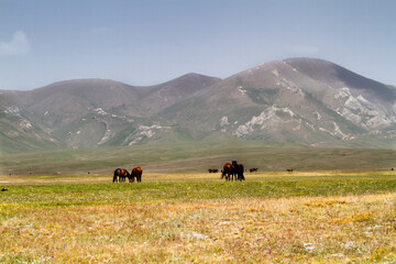 Horses around Song Kol, Kyrgyzstan, Central Asia - obrazy, fototapety, plakaty