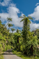 Fototapeta na wymiar Palm trees in the forest