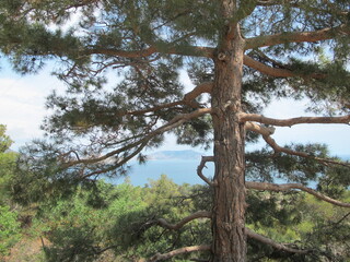 Beautiful pine tree with a powerful trunk and branches with long thin green needles and brown bark, through the branches a view of the sea and mountains on the horizon, sunny summer day