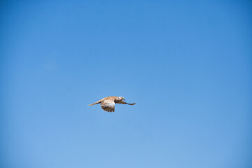 birds in flight