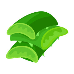 Aloe vera vector icon.Cartoon vector icon isolated on white background aloe vera.