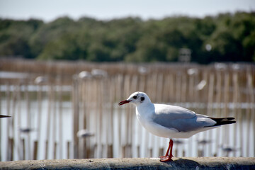 Seagull portrait against sea shore. Close up view of bird seagull sitting on the edge of the bridge at Bangpu Recreation Center, Samut Prakan, Thailand