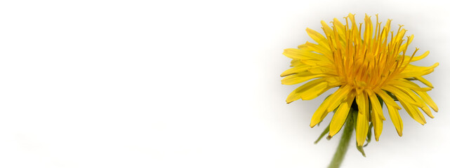 Blüte von Gelb blühender Löwenzahn vor weißem Hintergrund (Web-Banner / Deko mit Blüte auf der rechten Seite) © Guntar Feldmann