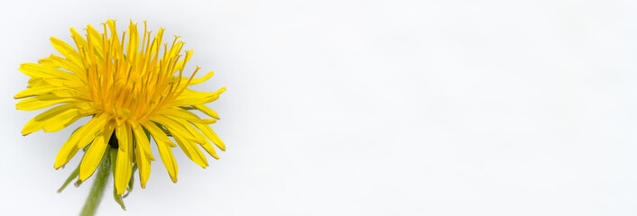 Banner: Blüte des Löwenzahn vor weißem Hintergrund, Banner / deko links