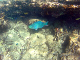 An underwater picture of a parrot fish swimming in the turquoise waters of the Caribbean Ocean of Bonaire