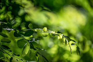 Fototapeta na wymiar tree leaves and bokeh light background