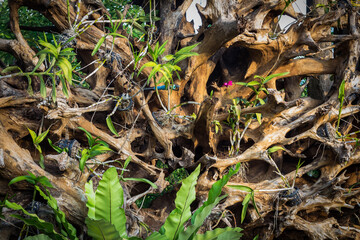 The roots of the tree