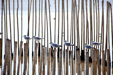 Seagull standing on bamboo pole in the sea. Selective focus. at Bangpu Recreation Center, Samut Prakan, Thailand