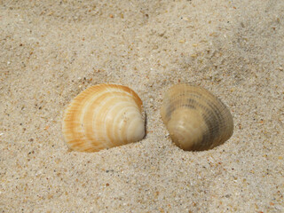 two seashells on the beach