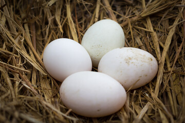fresh range duck eggs in a nest of hay