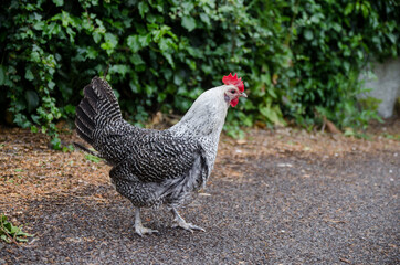 Black and white big rooster, bright head, one hen