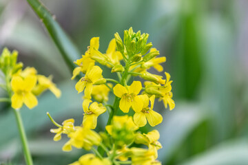 Field of rapeseed. Close up of yellow flowers for background. Macro.
