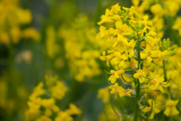 Field of rapeseed. Close up of yellow flowers for background. Macro.