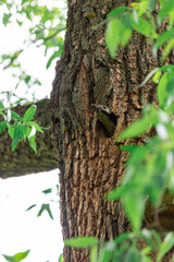 Obraz premium Woodpecker bird in the hollow feeds the chicks and cleans up after them. A tree in a forest with a hollow.
