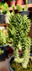 Eve's needle cactus in a garden