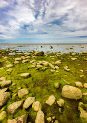 Saint Petersburg winter palace bay. Seagulls in the swamp. The bay