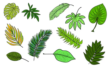 Fototapete Tropische Blätter Set von grünen Blättern, Sammlung tropischer Blätter, Cartoon-Blätter-Set, Cartoon-Tropenblätter-Set,