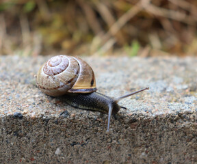brown snail on a stone