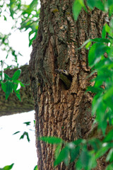 Woodpecker bird in the hollow feeds the chicks and cleans up after them. A tree in a forest with a hollow.