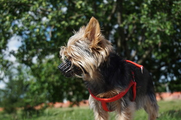Adorable Dog Yorkshire Terrier Walks In a Park 

