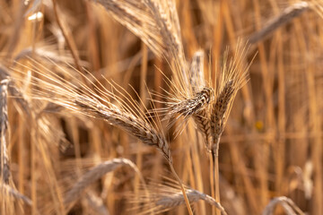 Ears of wheat on unfocused background