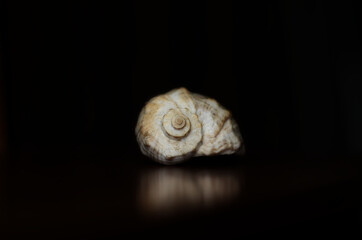 seashell on black background