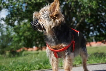 Yorkshire Terrier With a Tree In The Background