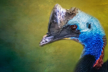 portrait of a Cassowary