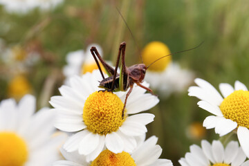 Grasshopper  sitting on beautiful chamomile flower outdoors, closeup