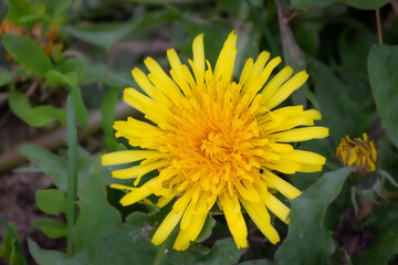 Dandelions close-up. Flower seeds. autumn.