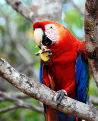 Papagei im Amazonasgebiet Brasilien, Manaus