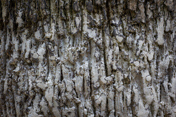 Fototapeta premium Tree bark texture