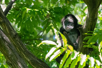 a spider monkey in a tree