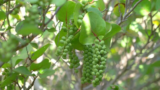 Sea grapes tree in 4K slow motion 60fps
