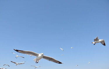 The seagulls on air above the sea water surface view horizon at Samutprakan, Thailand